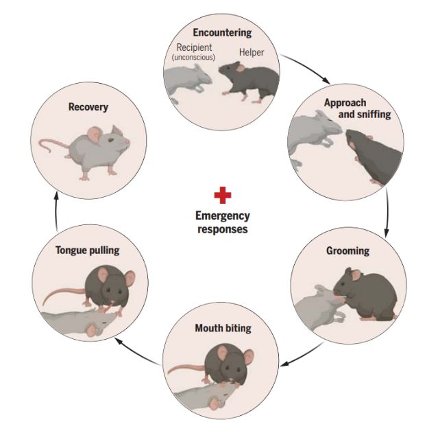 Source : Sun et al., Science, 2025 Source : Sun et al., Science, 2025