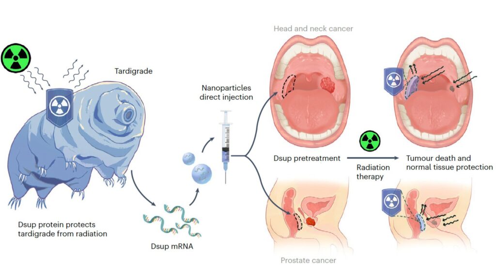 Schéma de la thérapie développée par ces chercheurs. // Source : Kirtane et al., Nature Biomedical Engineering, 2025 Schéma de la thérapie développée par ces chercheurs. // Source : Kirtane et al., Nature Biomedical Engineering, 2025