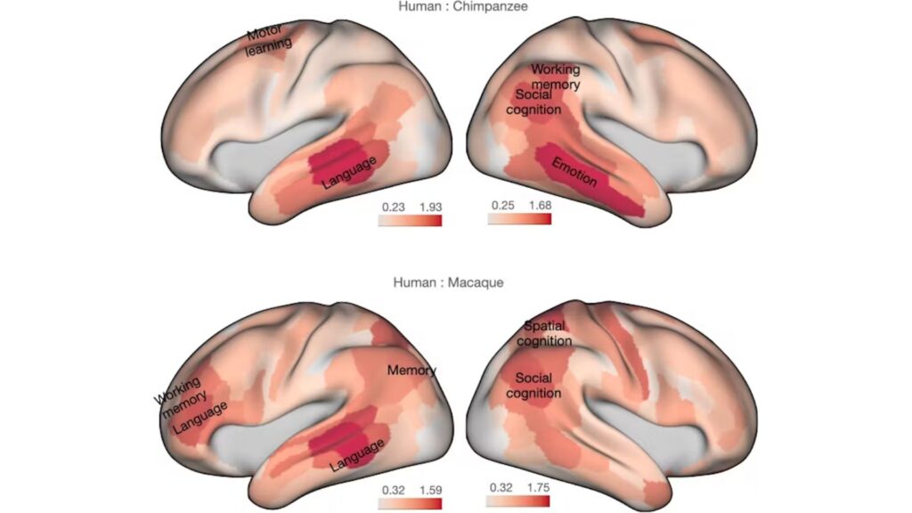 Différence entre les cerveaux humains et des primates  // Source : JNeurosci/Rogier Mars and Katherine Bryant, CC BY-NC-ND