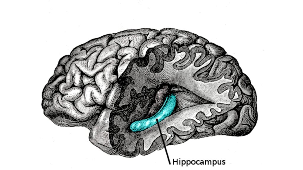 Zone de l'hippocampe dans le cerveau // Source : Anatomy of the Human Body_ site: Bartleby.com: Gray's Anatomy, Planche 739; auteur Henry Gray Zone de l'hippocampe dans le cerveau // Source : Anatomy of the Human Body_ site: Bartleby.com: Gray's Anatomy, Planche 739; auteur Henry Gray