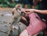femme nourrissant un singe  // Source : Rachel Claire-Pexels