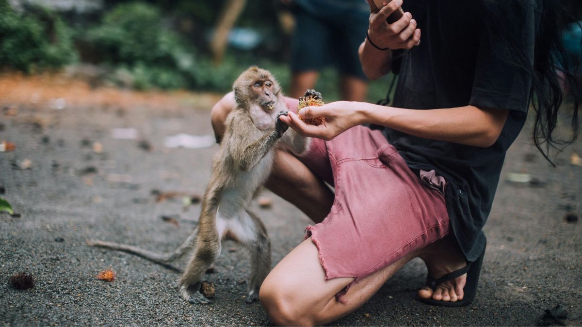 femme nourrissant un singe  // Source : Rachel Claire-Pexels