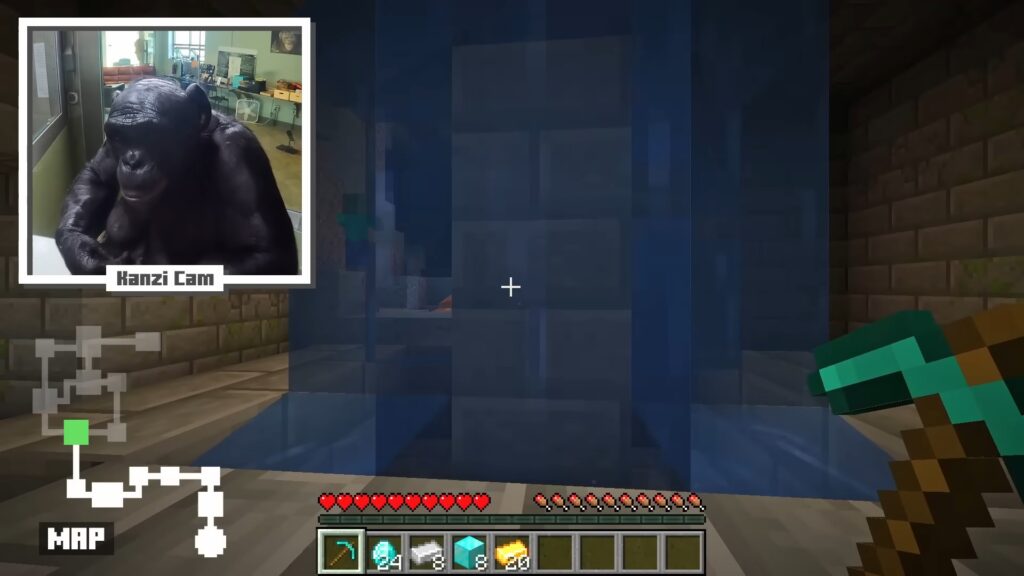 Kanzi jouant à Minecraft. // Source : ChrisDaCow Kanzi jouant à Minecraft. // Source : ChrisDaCow