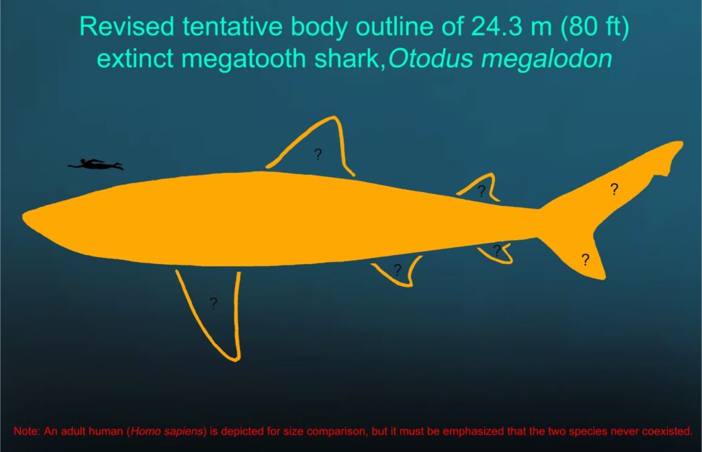 Schéma du mégalodon, mis aux normes de cette nouvelle étude. La petite forme en noir est la représentation d'un humain. // Source : DePaul University/Kenshu Shimada Schéma du mégalodon, mis aux normes de cette nouvelle étude. La petite forme en noir est la représentation d'un humain. // Source : DePaul University/Kenshu Shimada