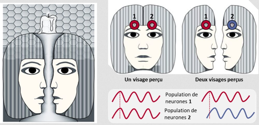 population de neurones population de neurones