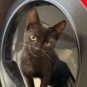 Ti-Punch dans une litière Whisker Litter-Robot 4. // Source : Numerama Ti-Punch dans une litière Whisker Litter-Robot 4. // Source : Numerama