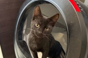 Ti-Punch dans une litière Whisker Litter-Robot 4. // Source : Numerama Ti-Punch dans une litière Whisker Litter-Robot 4. // Source : Numerama