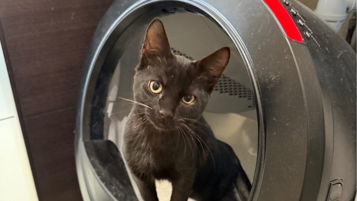 Ti-Punch dans une litière Whisker Litter-Robot 4. // Source : Numerama Ti-Punch dans une litière Whisker Litter-Robot 4. // Source : Numerama