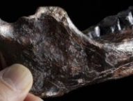 Photographie de la mandibule de Penghu 1, vue de sa droite. // Source : Chun-Hsiang Chang