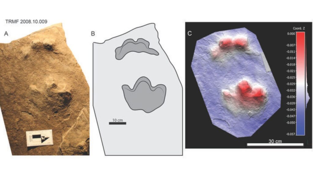 Empreintes de Ruopodosaurus de Tumbler Ridge // Source : Credit V. Arbour/C. Helm.