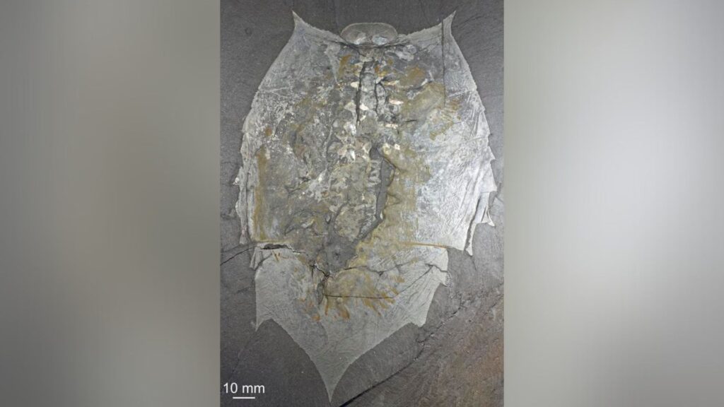 Helmetia expansa // Source : Helmetia expansa Walcott, 1918 revisited – new insights into the internal anatomy, moulting and phylogeny of Conciliterga; Journal of Systematic Palaeontology, 2025 Vol. 23, No. 1, 2468195 Helmetia expansa // Source : Helmetia expansa Walcott, 1918 revisited – new insights into the internal anatomy, moulting and phylogeny of Conciliterga; Journal of Systematic Palaeontology, 2025 Vol. 23, No. 1, 2468195