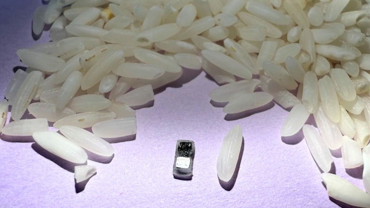 Pacemaker comparé à des grains de riz // Source : Capture écran- Vidéo: World’s smallest pacemaker is activated by light - Northwestern University Pacemaker comparé à des grains de riz // Source : Capture écran- Vidéo: World’s smallest pacemaker is activated by light - Northwestern University