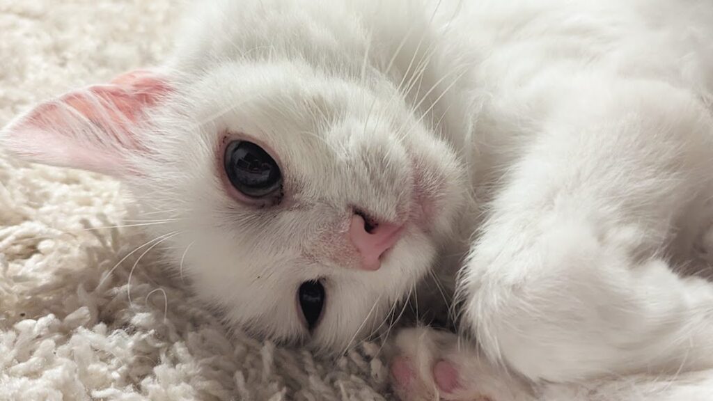 Le chat Ghost, modélisé dans Assassin's Creed Shadows // Source : Compte X de Nik Pantis