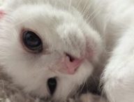 Le chat Ghost, modélisé dans Assassin's Creed Shadows // Source : Compte X de Nik Pantis Le chat Ghost, modélisé dans Assassin's Creed Shadows // Source : Compte X de Nik Pantis
