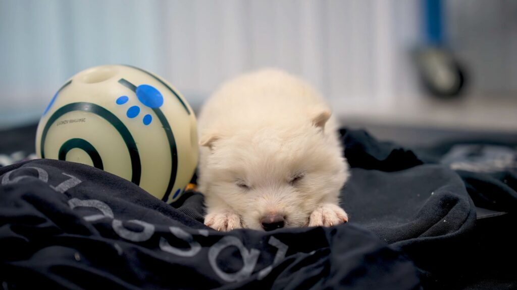 Un des bébés loups. // Source : Capture YouTube Colossal Biosciences Un des bébés loups. // Source : Capture YouTube Colossal Biosciences