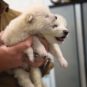 Les loups de Colossal Biosciences. // Source : Capture YouTube Colossal Biosciences