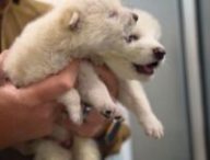Les loups de Colossal Biosciences. // Source : Capture YouTube Colossal Biosciences Les loups de Colossal Biosciences. // Source : Capture YouTube Colossal Biosciences