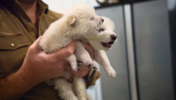 Les loups de Colossal Biosciences. // Source : Capture YouTube Colossal Biosciences Les loups de Colossal Biosciences. // Source : Capture YouTube Colossal Biosciences