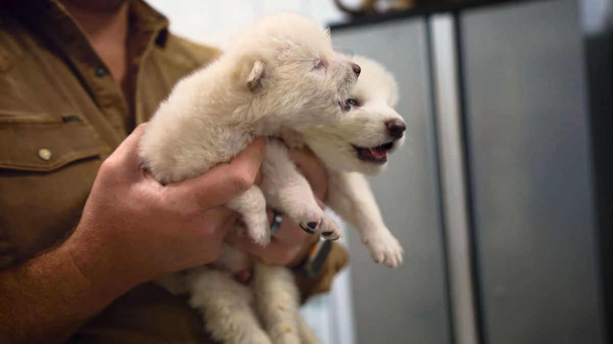 Les loups de Colossal Biosciences. // Source : Capture YouTube Colossal Biosciences Les loups de Colossal Biosciences. // Source : Capture YouTube Colossal Biosciences