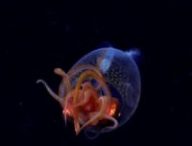 Source : Schmidt Ocean Institute