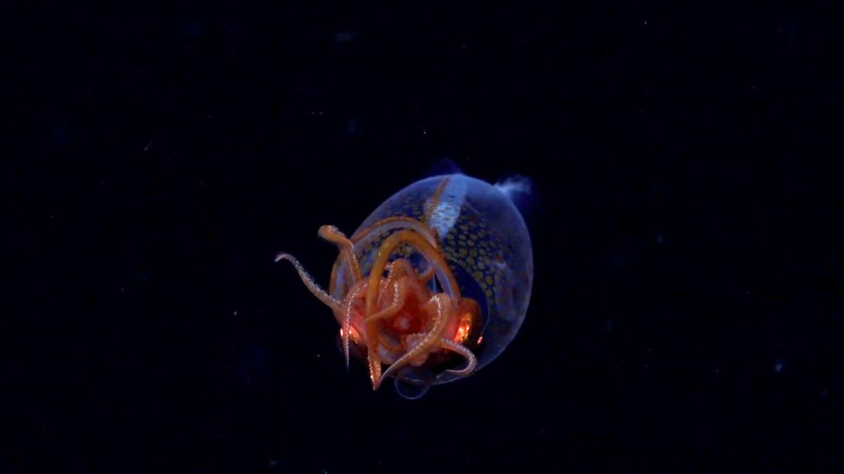 Source : Schmidt Ocean Institute Source : Schmidt Ocean Institute