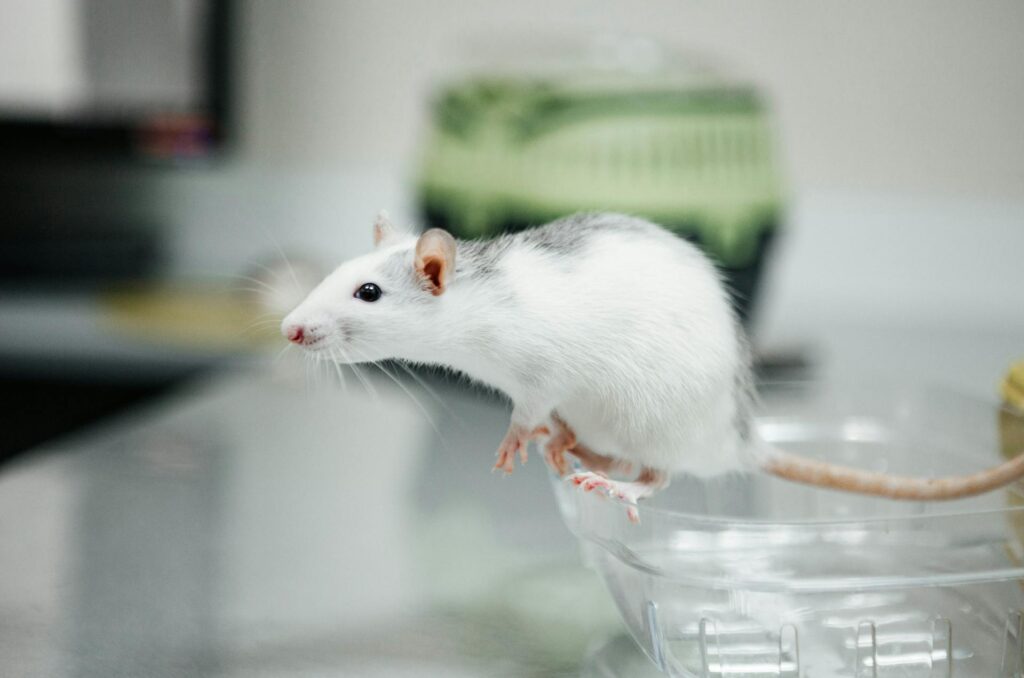 Les souris font souvent partie des animaux de laboratoire. Leurs conditions de vie posent de sérieuses questions. // Source : Pexels Les souris font souvent partie des animaux de laboratoire. Leurs conditions de vie posent de sérieuses questions. // Source : Pexels