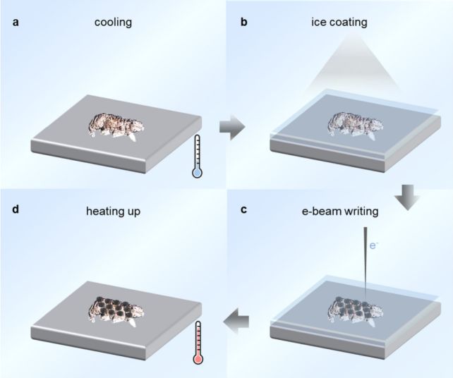 Les étapes du nano-tatouage des tardigrades. // Source : Zhao et al., Nano Lett., 2025 Les étapes du nano-tatouage des tardigrades. // Source : Zhao et al., Nano Lett., 2025