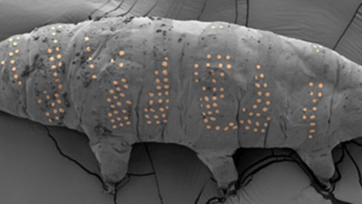 Source : Zhao et al., Nano Lett., 2025 Source : Zhao et al., Nano Lett., 2025