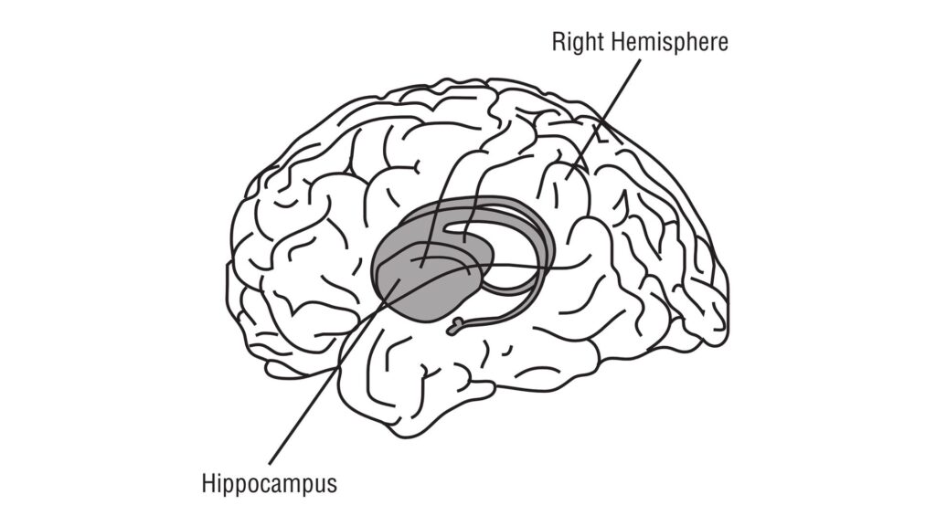L'hippocampe dans le cerveau // Source : Pixabay_OpenClipart-vectors
