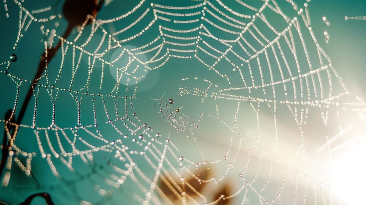 Toile d'araignée // Source : Pixabay-RuslanSikunov Toile d'araignée // Source : Pixabay-RuslanSikunov