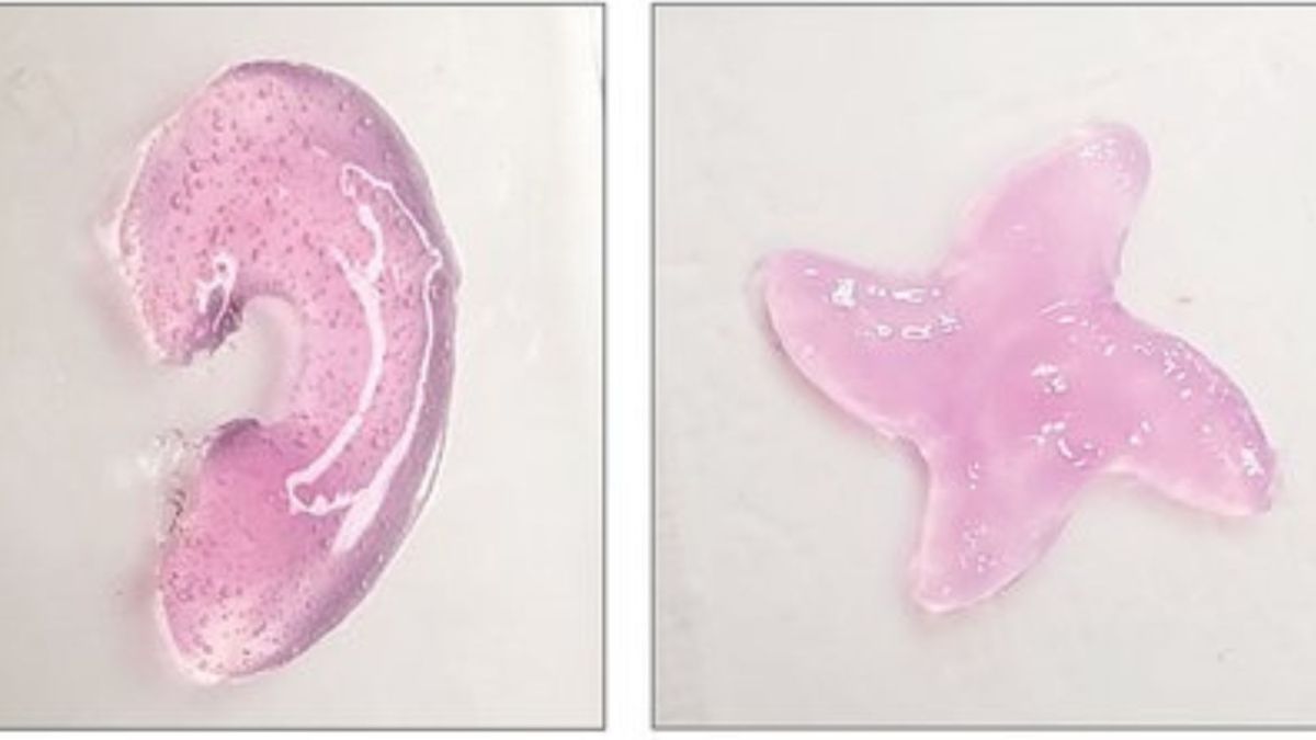 Certaines structures polymères d'hydrogel imprimées avec la technique d'impression sonore in vivo_ Recadrée // Source : Elham Davoodi and Wei Gao Certaines structures polymères d'hydrogel imprimées avec la technique d'impression sonore in vivo_ Recadrée // Source : Elham Davoodi and Wei Gao