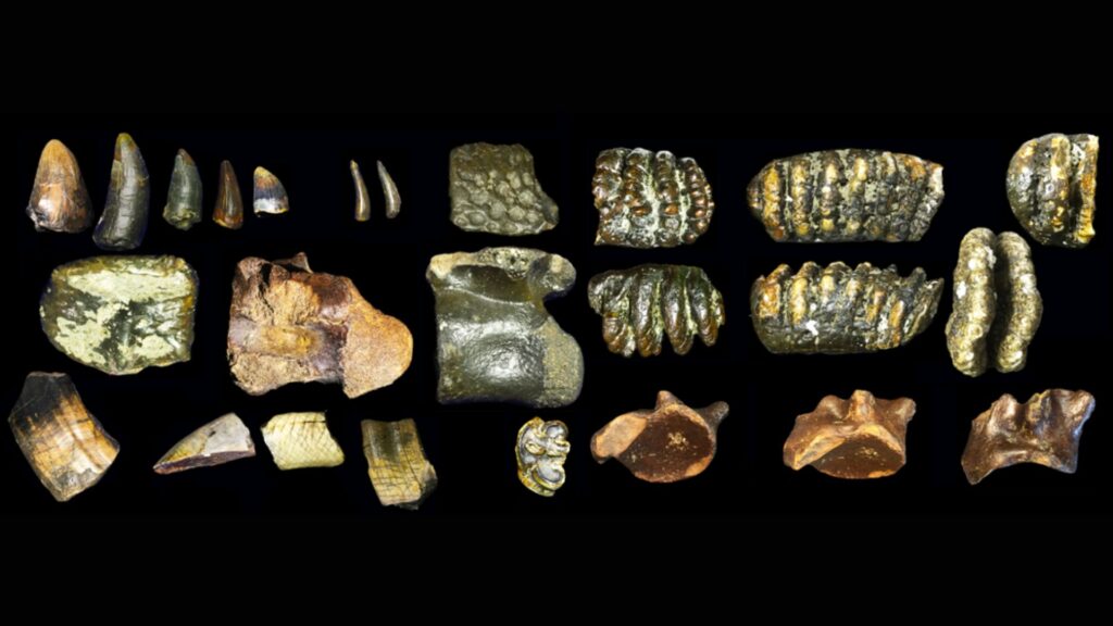 Exemples de fossiles dragués de la mer au large des côtes de Java // Source : Université de Leyden Exemples de fossiles dragués de la mer au large des côtes de Java // Source : Université de Leyden