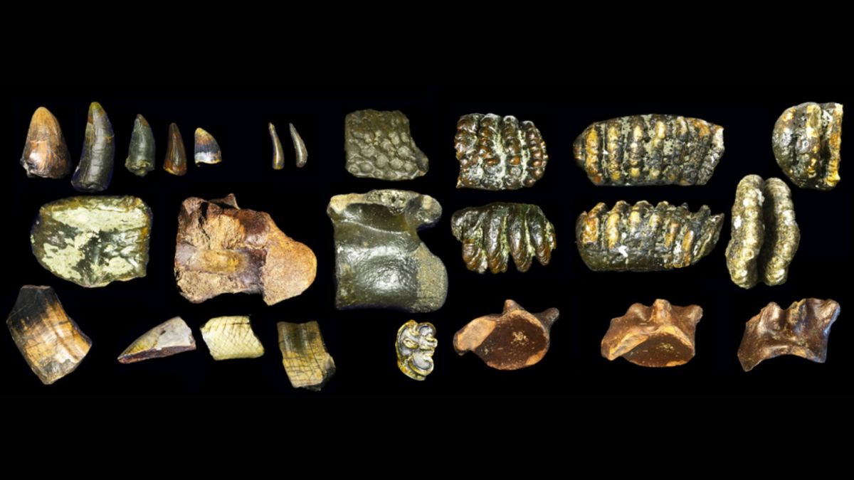 Exemples de fossiles dragués de la mer au large des côtes de Java // Source : Université de Leyden Exemples de fossiles dragués de la mer au large des côtes de Java // Source : Université de Leyden