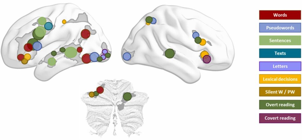 Légende de haut en bas : mots, pseudo-mots, phrases, textes, lettres, décisions lexicales, mots et pseudomots silencieux, lecture attentive, lecture libre. // Source : Neuroscience & Biobehavioral Reviews Légende de haut en bas : mots, pseudo-mots, phrases, textes, lettres, décisions lexicales, mots et pseudomots silencieux, lecture attentive, lecture libre. // Source : Neuroscience & Biobehavioral Reviews