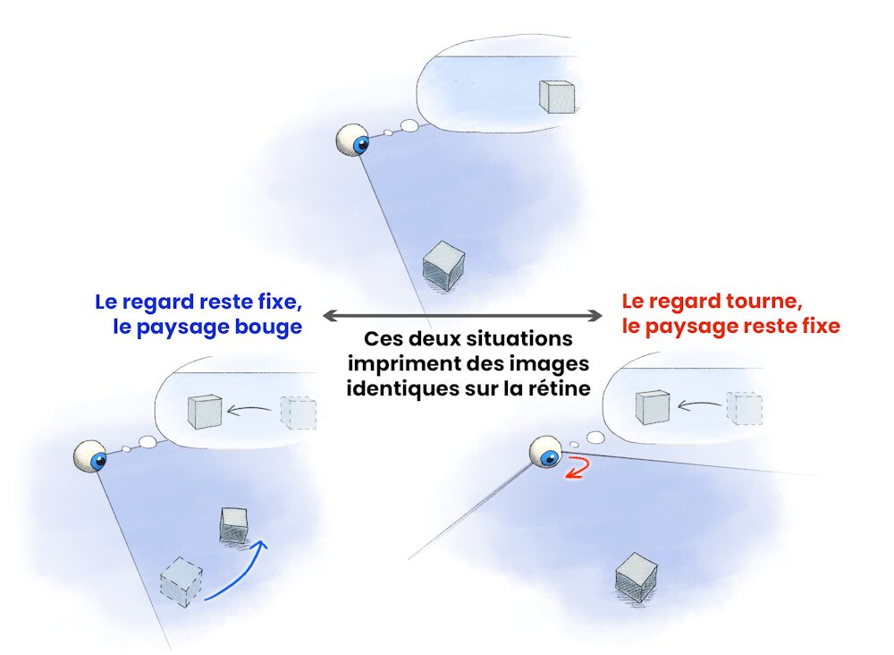 Cette illustration montre que la rotation du paysage autour de nous et la rotation de nos yeux produisent toutes deux la même image sur la rétine. Pour différencier ces deux situations, le cerveau « soustrait » le mouvement qu’il sait être dû à nos propres yeux, car il a lui-même envoyé une commande motrice à nos muscles oculaires. Ainsi, lorsque la rotation est autogénérée, nous continuons à percevoir le monde extérieur comme fixe et stable. // Source : François Dernoncourt