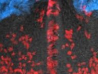 Cerveau de souris avec des cellules marquées par fluorescence // Source : Dr. Ivanovitch et al. Cerveau de souris avec des cellules marquées par fluorescence // Source : Dr. Ivanovitch et al.