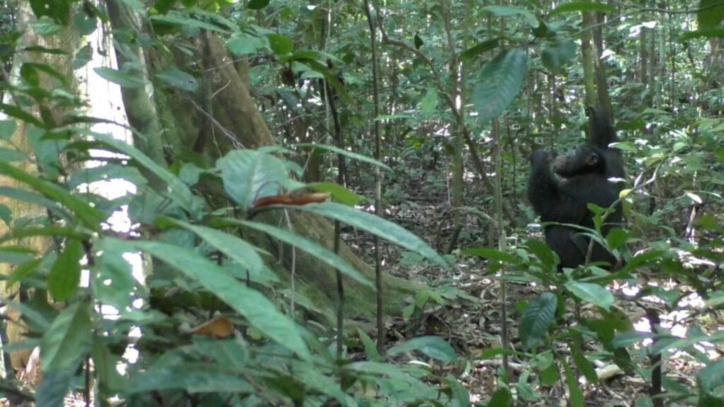 Capture écran vidéo "Chimpanzés tambourinant" // Source : Current Biology/Eleuteri et al.