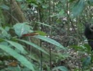 Capture écran vidéo "Chimpanzés tambourinant" // Source : Current Biology/Eleuteri et al. Capture écran vidéo "Chimpanzés tambourinant" // Source : Current Biology/Eleuteri et al.