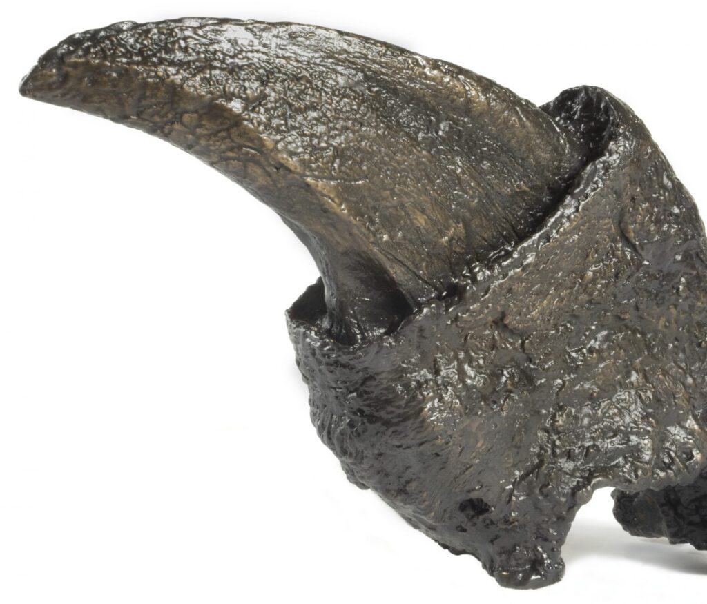 Le Megatherium avait des griffes immenses. // Source : Eric Zamora / Florida Museum Le Megatherium avait des griffes immenses. // Source : Eric Zamora / Florida Museum