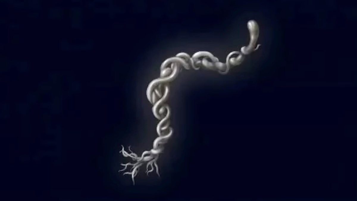 L'objet Cord End dans Elden Ring Nightreign // Source : Capture d'écran L'objet Cord End dans Elden Ring Nightreign // Source : Capture d'écran