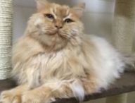 un chat ayant participé à l'étude // Source : Fourni par le propriétaire - KyotoU / Maruyama lab un chat ayant participé à l'étude // Source : Fourni par le propriétaire - KyotoU / Maruyama lab