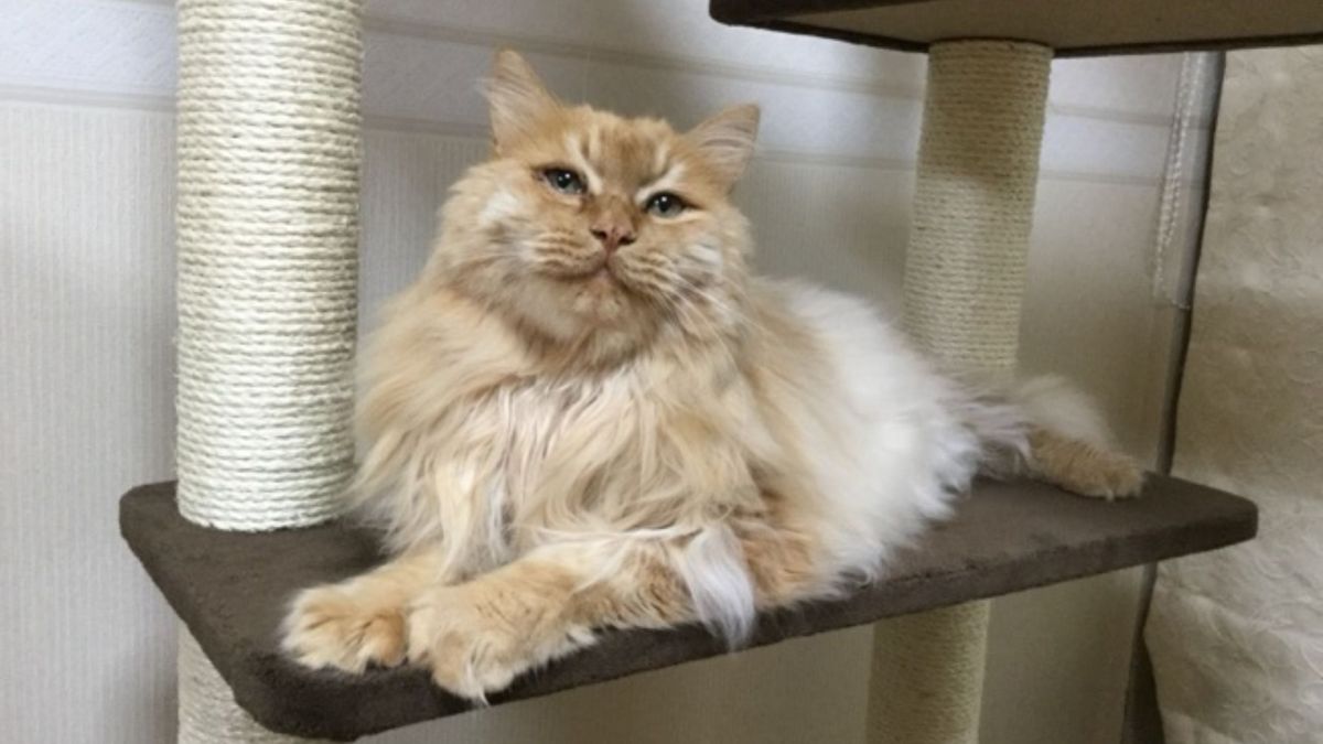 un chat ayant participé à l'étude // Source : Fourni par le propriétaire - KyotoU / Maruyama lab