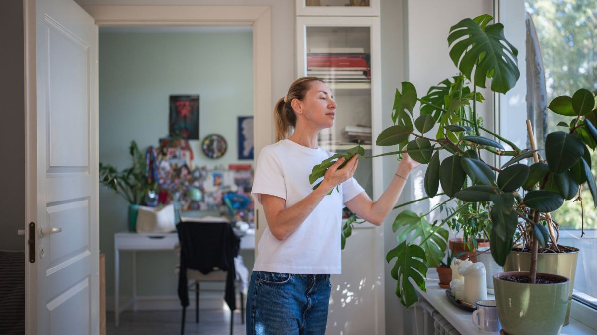 Les plantes peuvent aider à rafraichir un logement. // Source : Envato Les plantes peuvent aider à rafraichir un logement. // Source : Envato