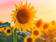 C'est l'été ! // Source : Canva