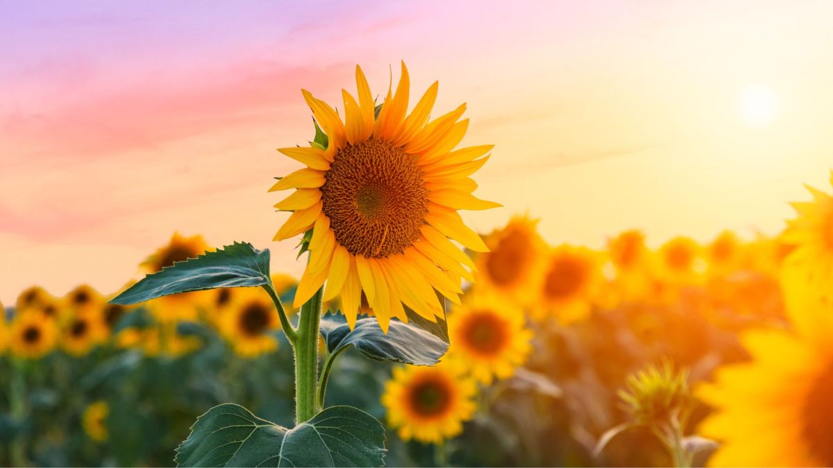 C'est l'été ! // Source : Canva C'est l'été ! // Source : Canva