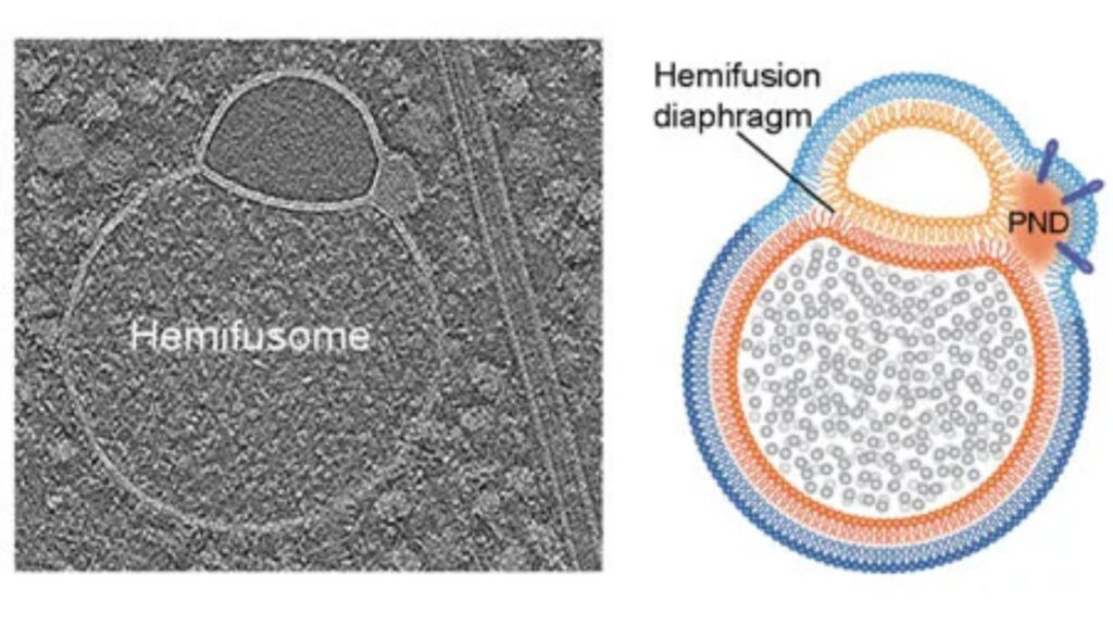 La tomographie cryo-électronique (à gauche) et le schéma correspondant (à droite) mettent en évidence la structure distinctive d'un hémifusome, où deux membranes vésiculaires se connectent par un diaphragme d'hémifusion // Source : University of Virginia La tomographie cryo-électronique (à gauche) et le schéma correspondant (à droite) mettent en évidence la structure distinctive d'un hémifusome, où deux membranes vésiculaires se connectent par un diaphragme d'hémifusion // Source : University of Virginia