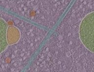 Une image de tomographie cryo-électronique montrant deux hémifusomes // Source : University of Virginia Une image de tomographie cryo-électronique montrant deux hémifusomes // Source : University of Virginia