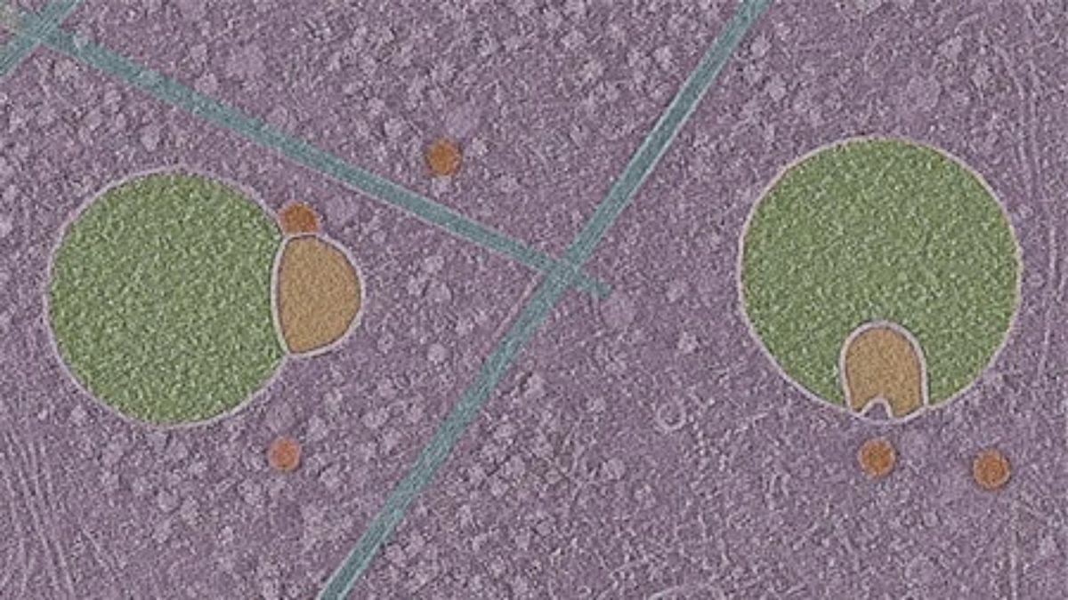 Une image de tomographie cryo-électronique montrant deux hémifusomes // Source : University of Virginia Une image de tomographie cryo-électronique montrant deux hémifusomes // Source : University of Virginia