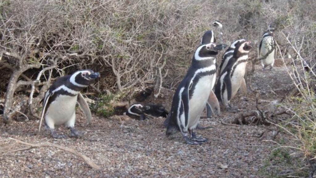 Les pingouins de Magellan se rassemblent dans leur colonie après leur retour de longs voyages en mer // Source : Professor Rory Wilson, Swansea University