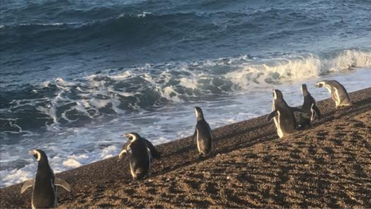 Un petit groupe de pingouins de Magellan (Spheniscus magellanicus) se préparant à se lancer dans un voyage de recherche de nourriture à l'interface de la mer et d'une plage de galets escarpée de la Patagonie côtière. // Source : Richard Gunner